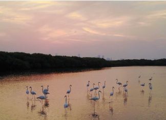 Ajman Hidden Treasure | UAE MOMS | #1 Social Community Group for all Women in UAE 